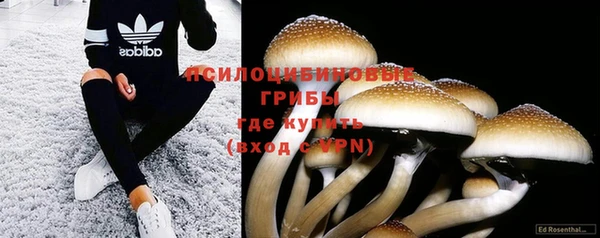 ГАЛЛЮЦИНОГЕННЫЕ ГРИБЫ Белокуриха